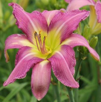 Fairyscape Daylilies Display List 2012 Nord to Siloam