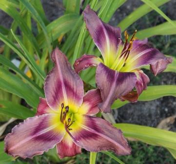 Fairyscape Daylilies 2022 List SIN to Z