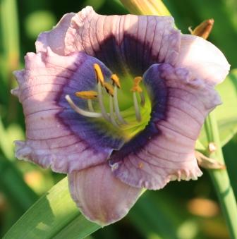 Fairyscape Daylilies 2021 List A To Cho